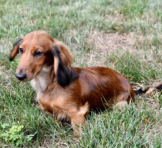 Miniature Dachshund Champions At Stud - Dikerdachs