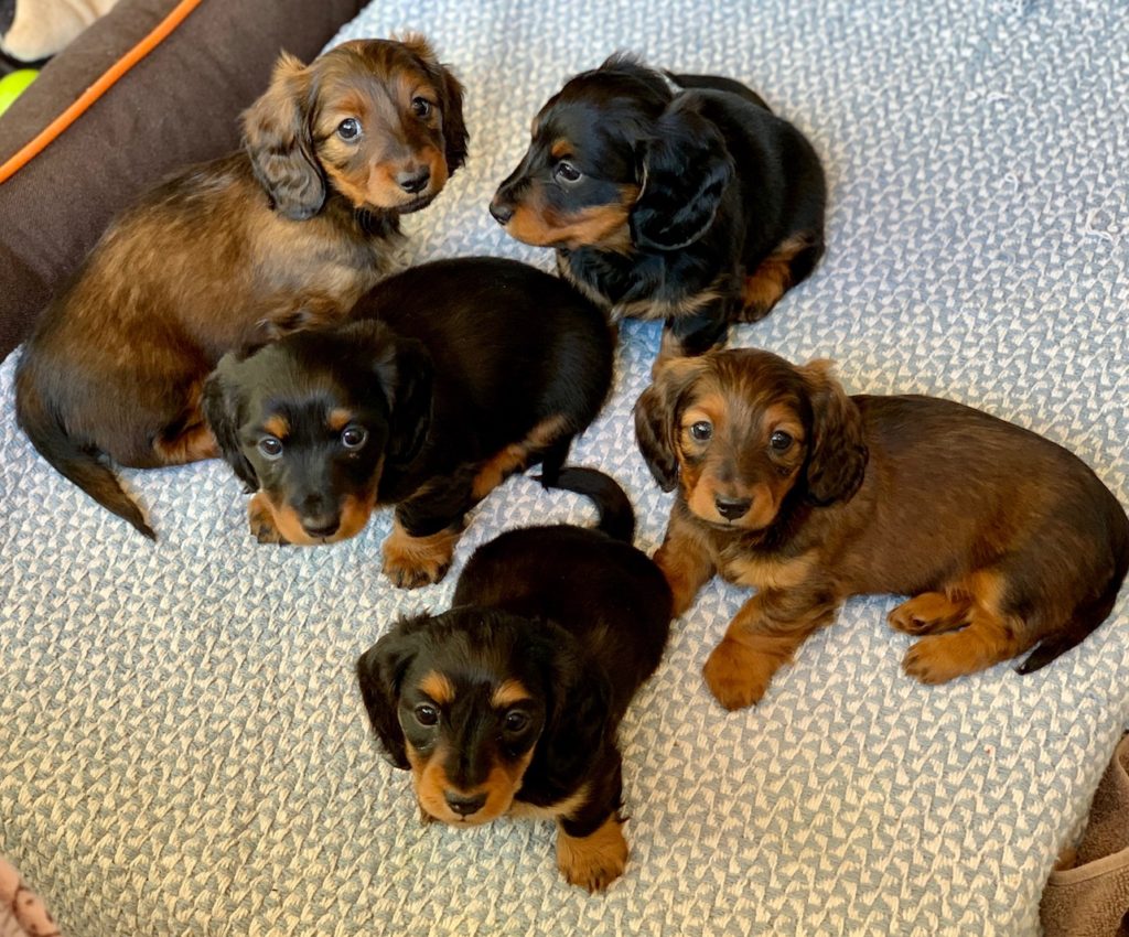 Miniature Long Haired Dachshund Puppies For Sale - Dikerdachs