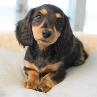 Miniature Long Haired Dachshunds from 