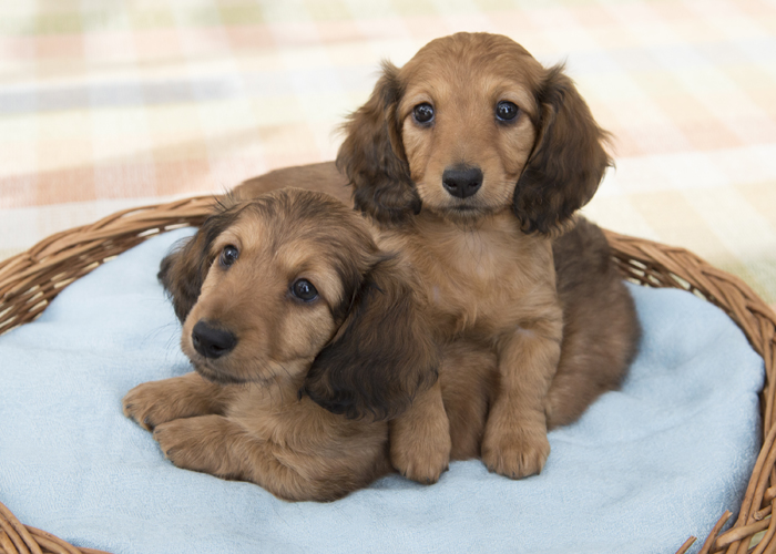 long haired miniature dachshund puppies