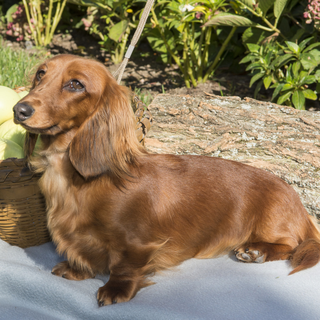 Miniature Long Haired Dachshund Puppies For Sale Dikerdachs