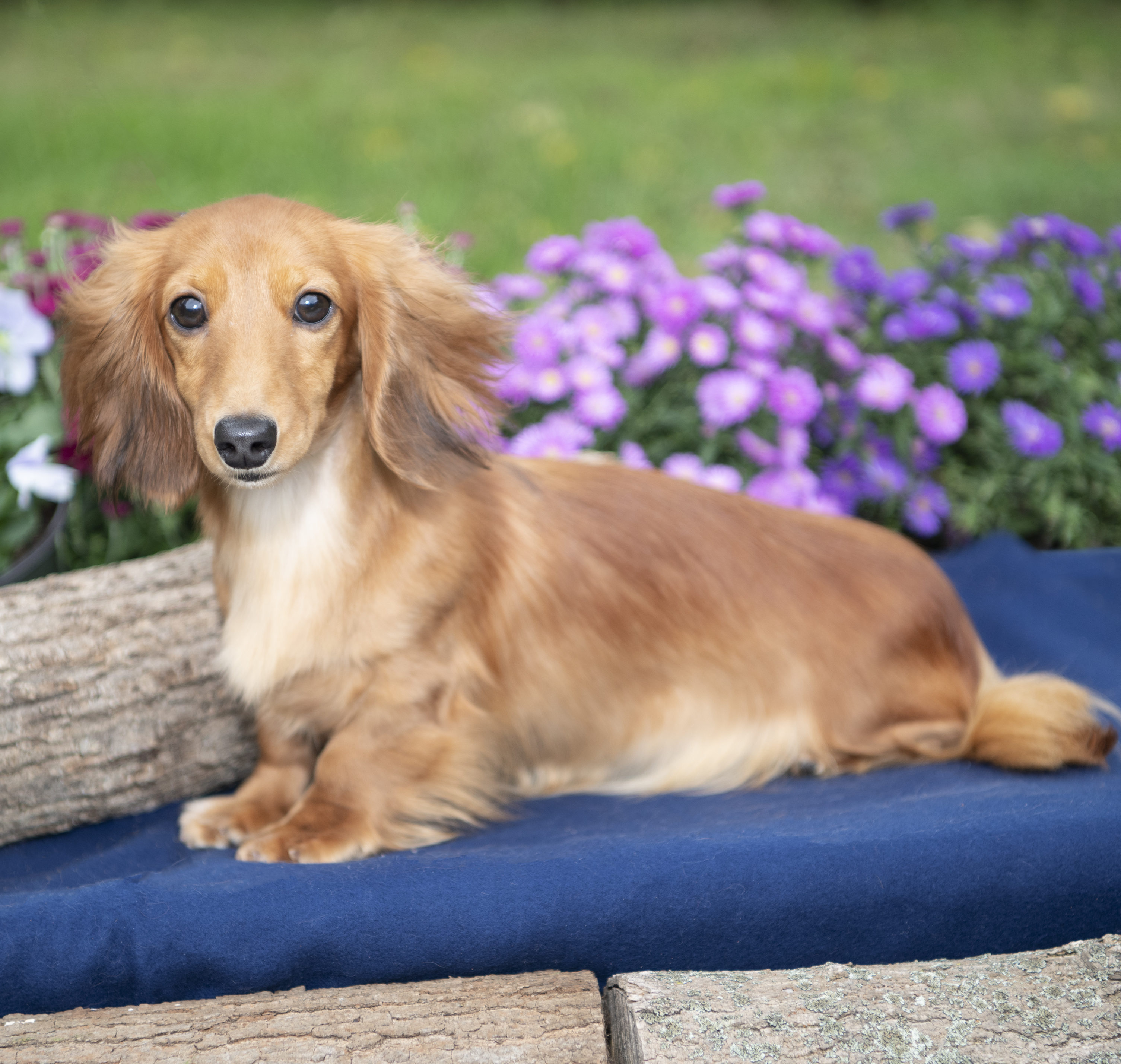 Young Adult Female Miniature Dachshunds - Dikerdachs