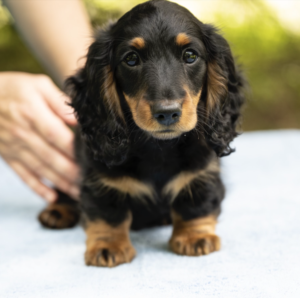 Miniature Long Haired Dachshund Puppies for Sale Dikerdachs