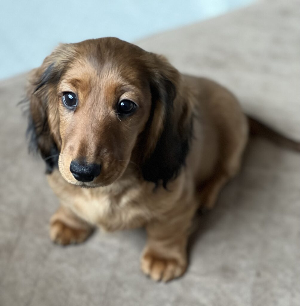 Miniature Long Haired Dachshund Puppies for Sale - Dikerdachs