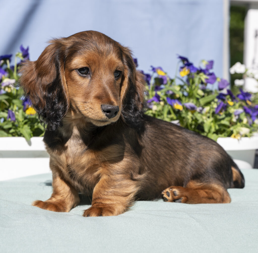 Miniature Long Haired Dachshund Puppies For Sale Dikerdachs