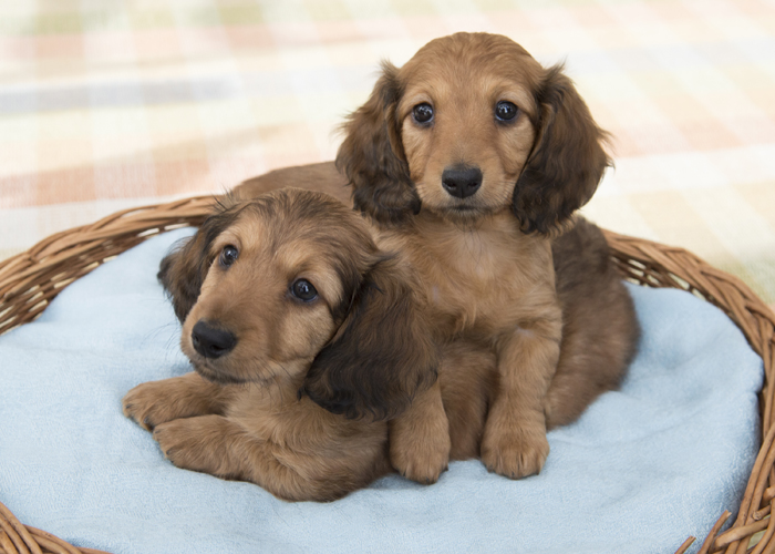 dikderdachs-two-puppies