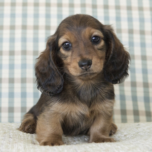 miniature dachshund longhaired puppies
