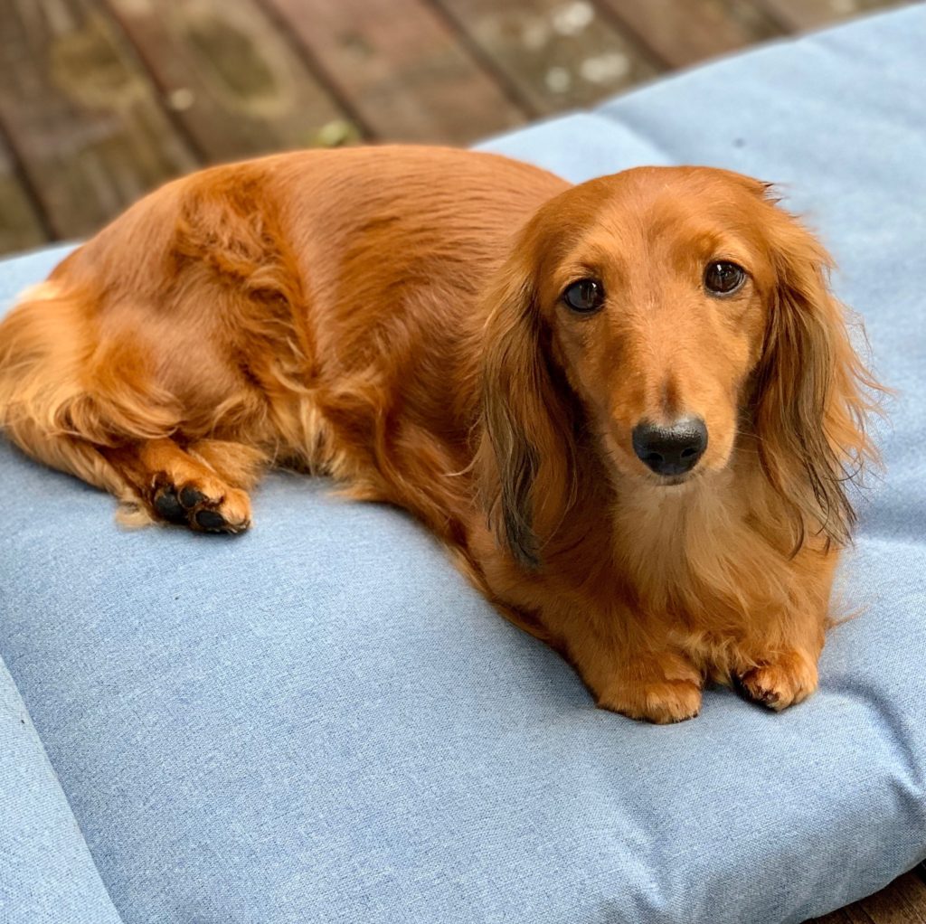 Young Adult Female Miniature Dachshunds - Dikerdachs