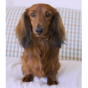 Miniature Long Haired Dachshund Puppies for Sale - Dikerdachs